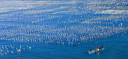 水產養殖工程案例分析